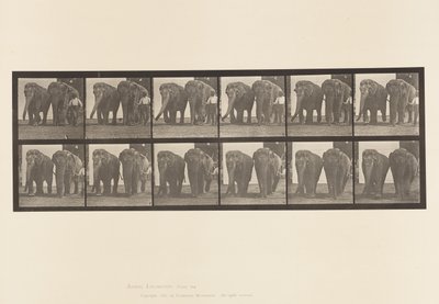 Talíř 734. Sloni; Dva, Chůze od Eadweard Muybridge