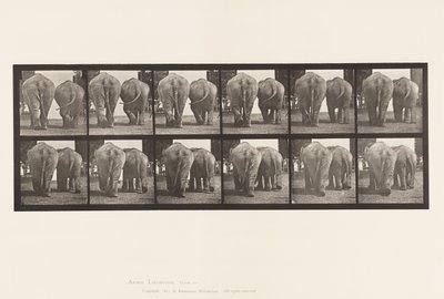 Talíř 735. Sloni; Dva, Chůze od Eadweard Muybridge