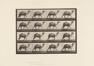 Talíř 736. Velbloud egyptský; Regály od Eadweard Muybridge