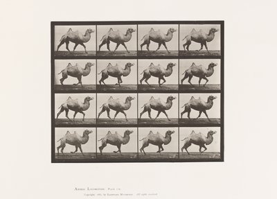 Talíř 738. Velbloud dvouhrbý; Regály od Eadweard Muybridge