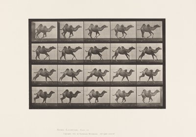 Talíř 740. Velbloud dvouhrbý; (Mladý), Cval od Eadweard Muybridge