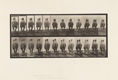 Talíř 741. Velbloud dvouhrbý; A, Chůze; B, Stojany od Eadweard Muybridge