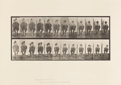 Talíř 742. Velbloud dvouhrbý; A, Regály; B, Cval od Eadweard Muybridge