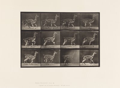 Talíř 743. Guanako; Cval od Eadweard Muybridge