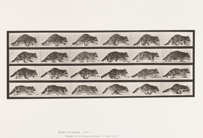 Talíř 744. Mýval; Chůze; Změnit na cval od Eadweard Muybridge