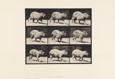 Talíř 746. Kapybara; Chůze od Eadweard Muybridge