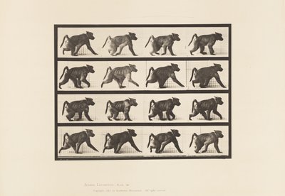 Talíř 747. Pavián; Chůze na všech čtyřech od Eadweard Muybridge