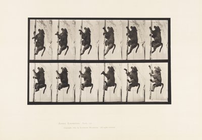 Talíř 749. Pavián; Lezení na pól od Eadweard Muybridge