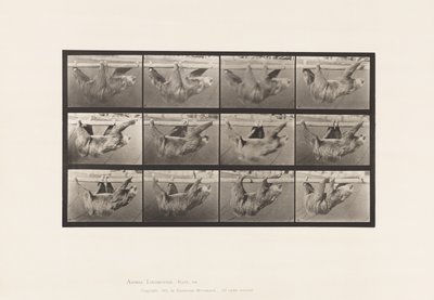 Talíř 750. Lenost; Chůze, zavěšená na vodorovné tyči od Eadweard Muybridge