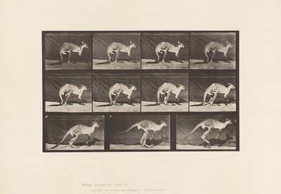 Talíř 751. Klokan; Chůze po čtyřech; Změňte na Skákání od Eadweard Muybridge