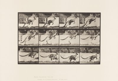 Talíř 752. Klokan; Skákání od Eadweard Muybridge