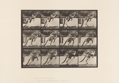 Talíř 753. Klokan; Skákání od Eadweard Muybridge