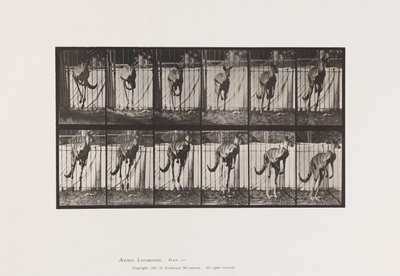 Talíř 754. Klokan; Skákání od Eadweard Muybridge