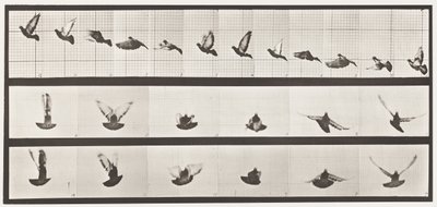 Talíř 755. Holub; Letící od Eadweard Muybridge