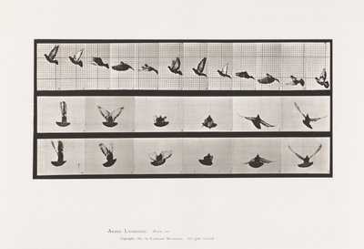 Talíř 755. Holub; Letící od Eadweard Muybridge