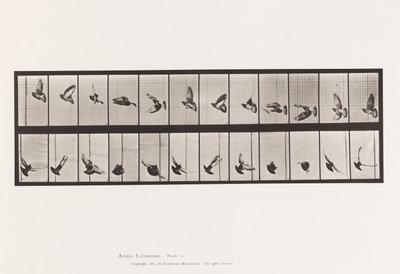 Talíř 756. Holub; Letící od Eadweard Muybridge