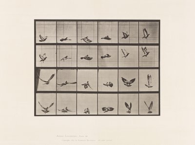 Talíř 757. Holub; Letící od Eadweard Muybridge