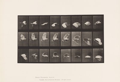 Talíř 758. Kakadu; Letící od Eadweard Muybridge