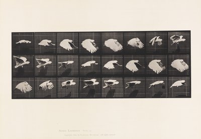 Talíř 759. Kakadu; Letící od Eadweard Muybridge