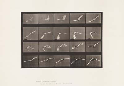 Talíř 760. Kakadu; Letící od Eadweard Muybridge