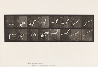 Talíř 761. Kakadu; Letící od Eadweard Muybridge