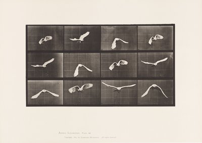 Talíř 762. Kakadu; Letící od Eadweard Muybridge