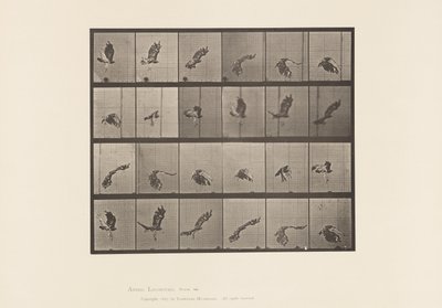 Deska 763. Jestřáb rudoocasý; Letící od Eadweard Muybridge