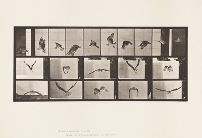 Talíř 764. Rybí jestřáb; Letící od Eadweard Muybridge