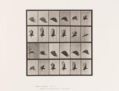 Talíř 765. Sup; Letící od Eadweard Muybridge