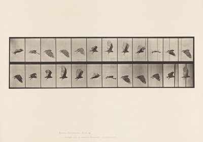 Talíř 766. Sup; Letící od Eadweard Muybridge
