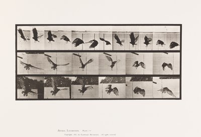 Talíř 767. Sup; Letící od Eadweard Muybridge