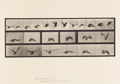 Talíř 768. Sup; Letící od Eadweard Muybridge