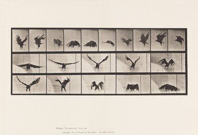 Deska 769. Americký orel; Letící od Eadweard Muybridge