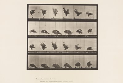 Talíř 770. Americký orel; Létání v blízkosti země od Eadweard Muybridge