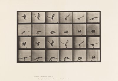 Deska 771. Americký orel; Létání v blízkosti země od Eadweard Muybridge