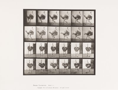 Talíř 773. Pštros; Běh od Eadweard Muybridge