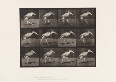 Deska 774. Adjutant; Chůze od Eadweard Muybridge