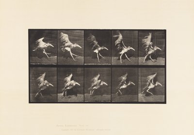 Deska 775. Adjutant; Létající běh od Eadweard Muybridge