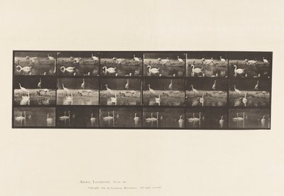 Talíř 776. Čápi; Labutě atd., A, B, C od Eadweard Muybridge