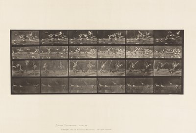 Talíř 777. Čápi; atd., A, B, C, D od Eadweard Muybridge