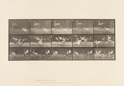 Talíř 778. Čápi; atd, A, B, C od Eadweard Muybridge
