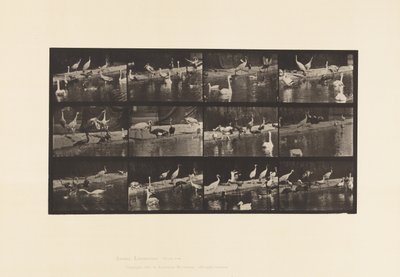 Talíř 779. Čápi; Labutě atd. od Eadweard Muybridge