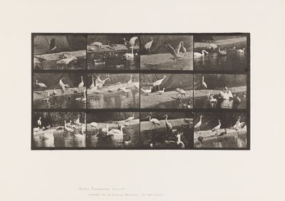 Talíř 780. Čápi; Labutě atd. od Eadweard Muybridge