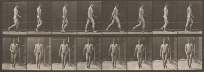 Deska číslo 5. Procházka,1887 (foto) od Eadweard Muybridge