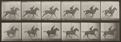 Tabulka číslo 624. „Daisy“ ve cvalu, osedlaná od Eadweard Muybridge