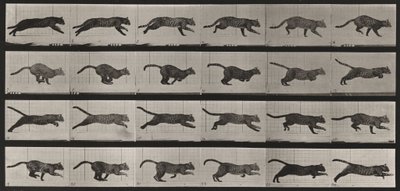 Tabule číslo 720. Kočka; ve cvalu od Eadweard Muybridge