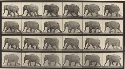 Číslo desky 733. Sloní chůze od Eadweard Muybridge