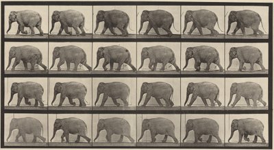  od Eadweard Muybridge