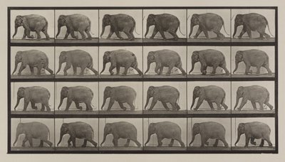 Číslo desky 733. Sloní chůze od Eadweard Muybridge