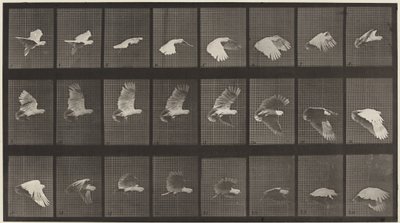 Číslo desky 758. Kakadu letící,1887 (foto) od Eadweard Muybridge
